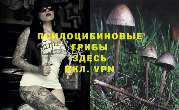 хмурый Белокуриха